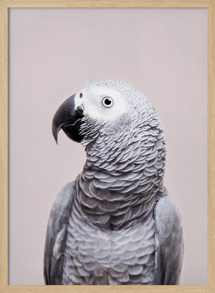 Pagliaccio africano | Poster - Stampe d’Arte