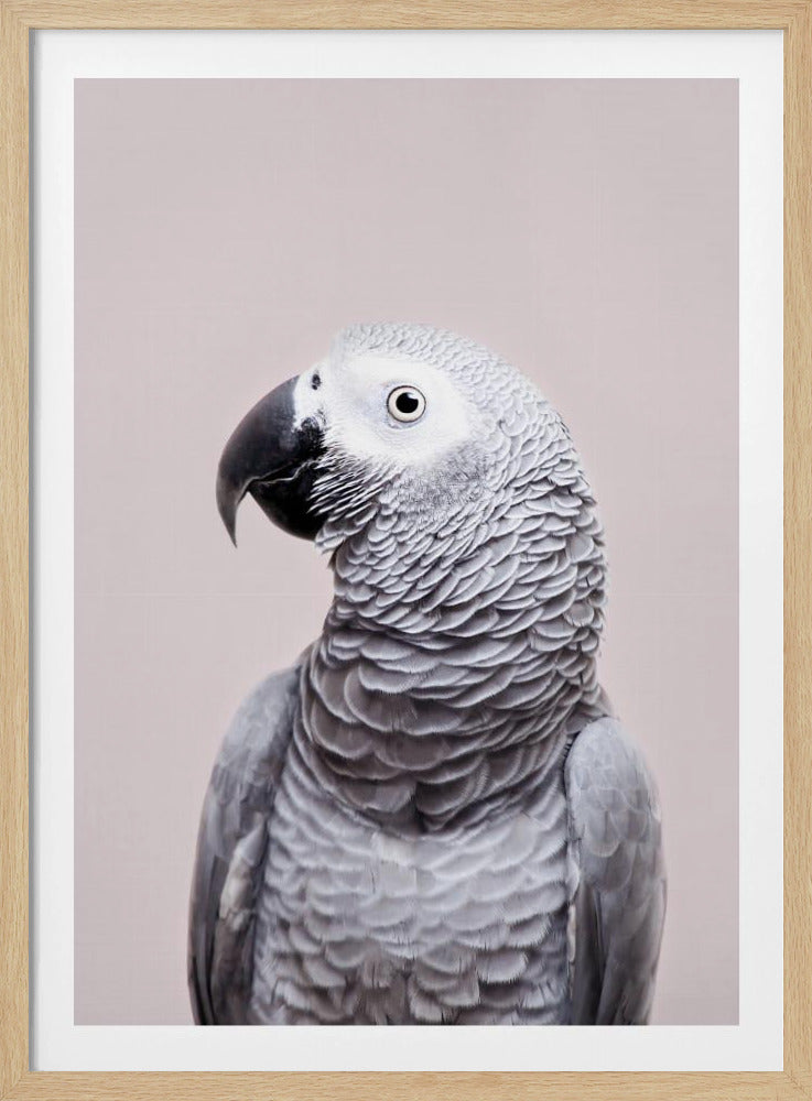 Pagliaccio africano | Poster - Stampe d’Arte