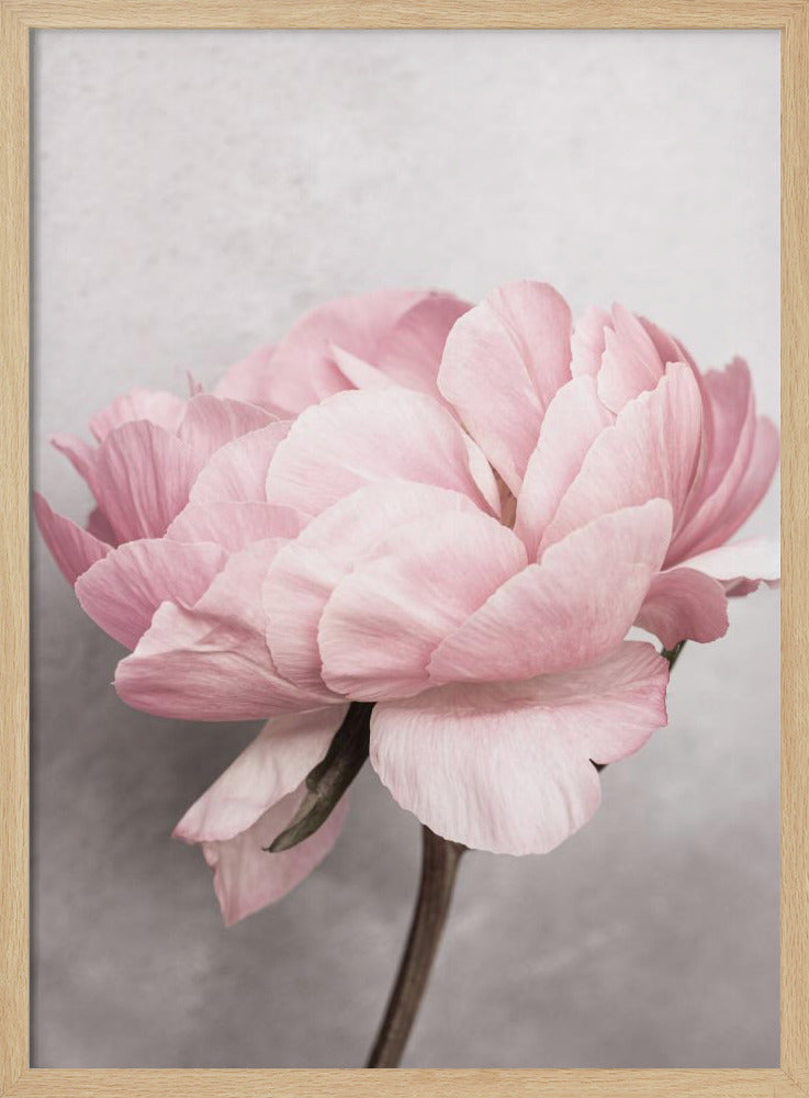 Pfingstrose | Poster - Kunstdruck