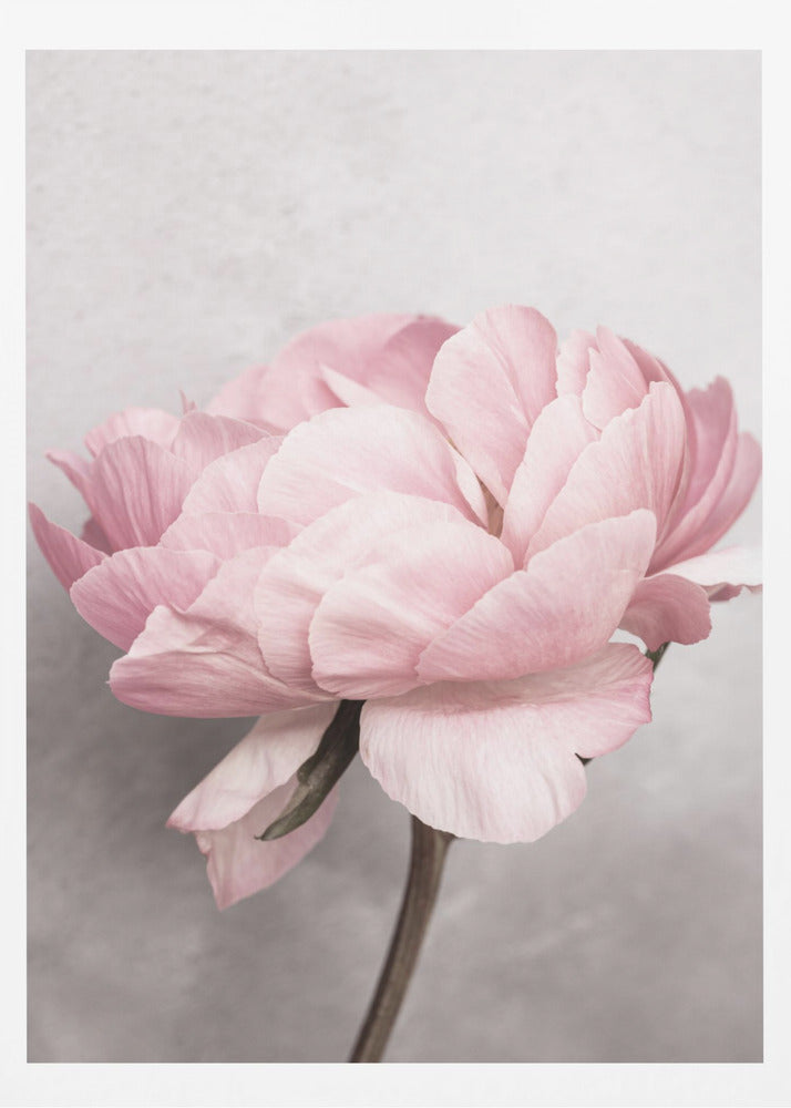 Pfingstrose | Poster - Kunstdruck