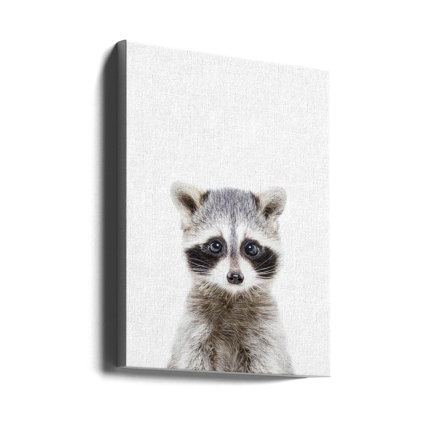 Bébé raton laveur | Tableaux sur Toile