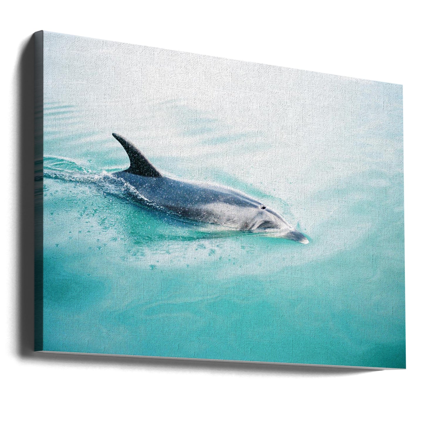 Delfin Neuseeland Nord | Leinwand-Bilder