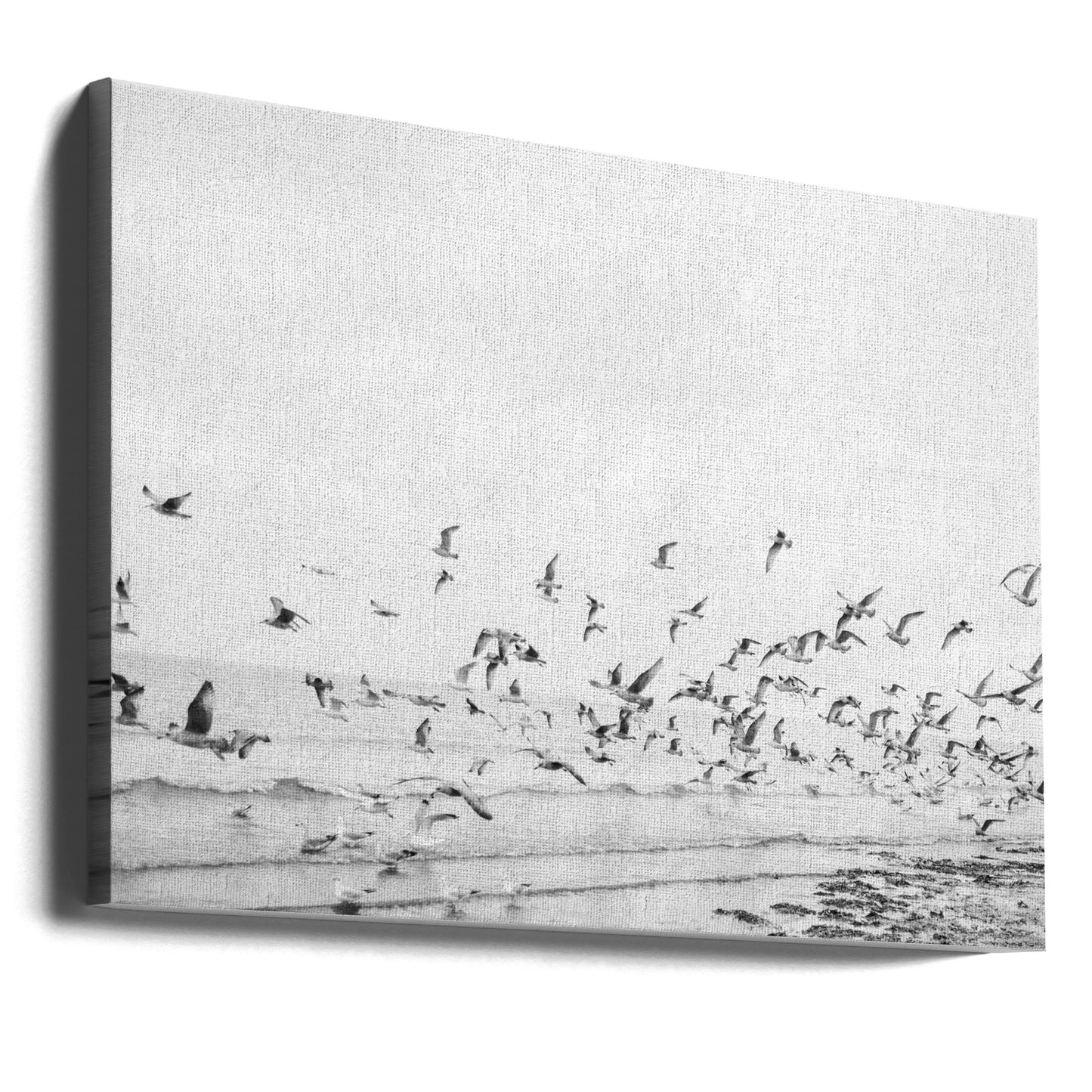 Gaviotas - Costeras en blanco y negro | Impresiones en Lienzo