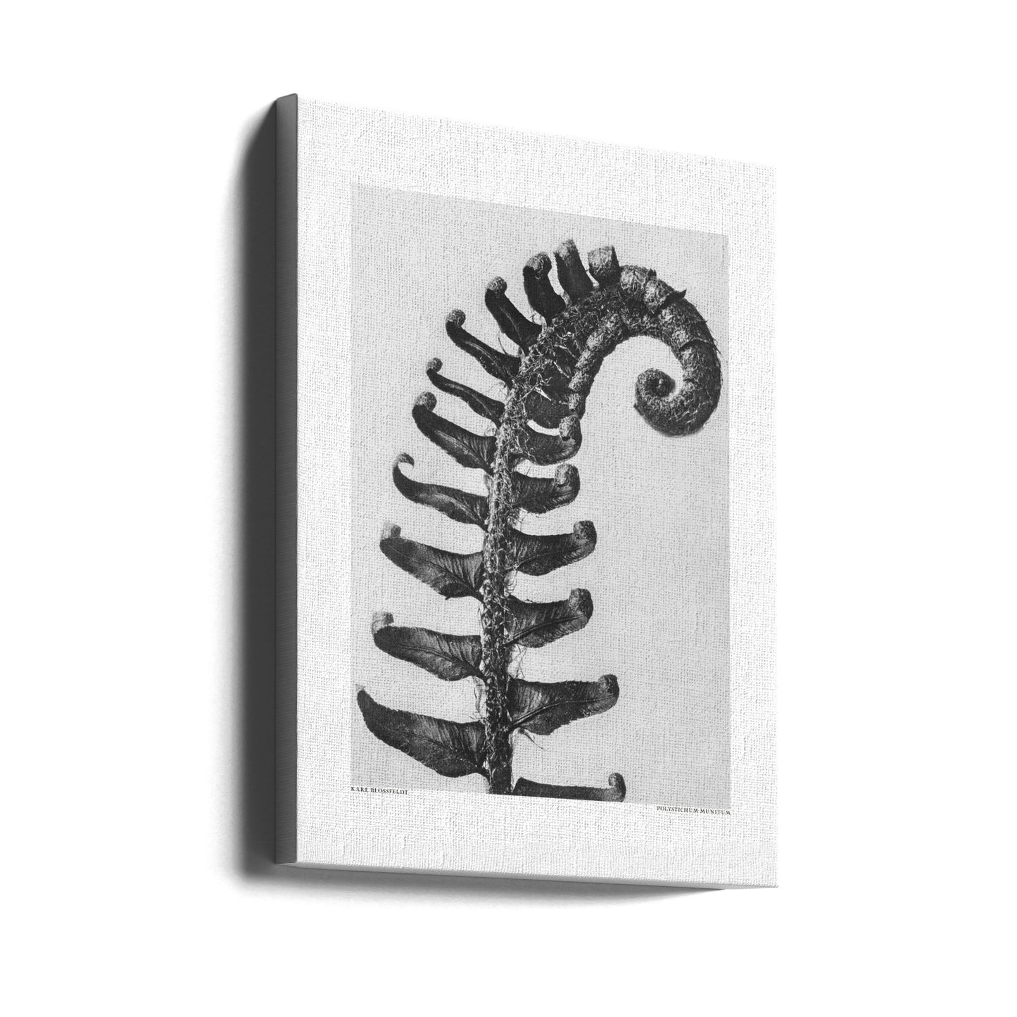 Polystichum Munitum | Canvastaulut
