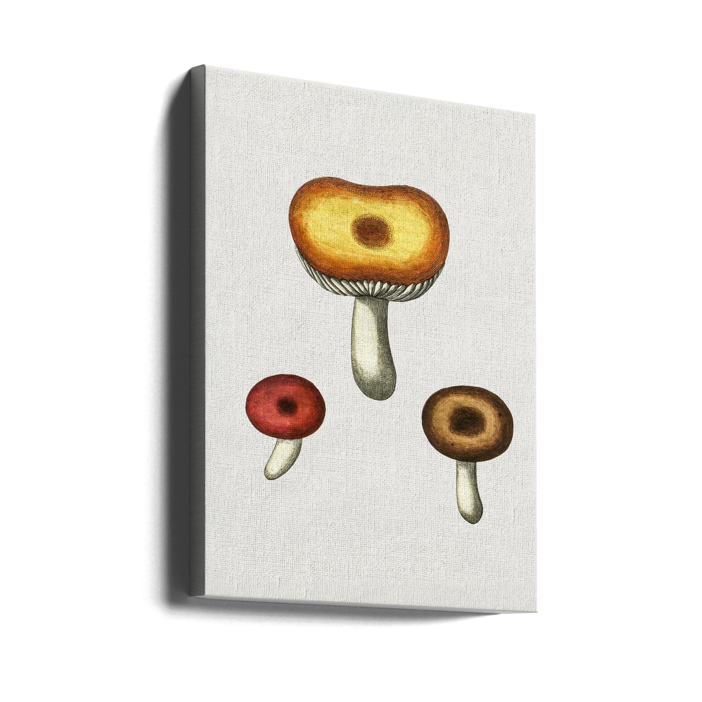 Handritad Galerina-svamp | Canvas