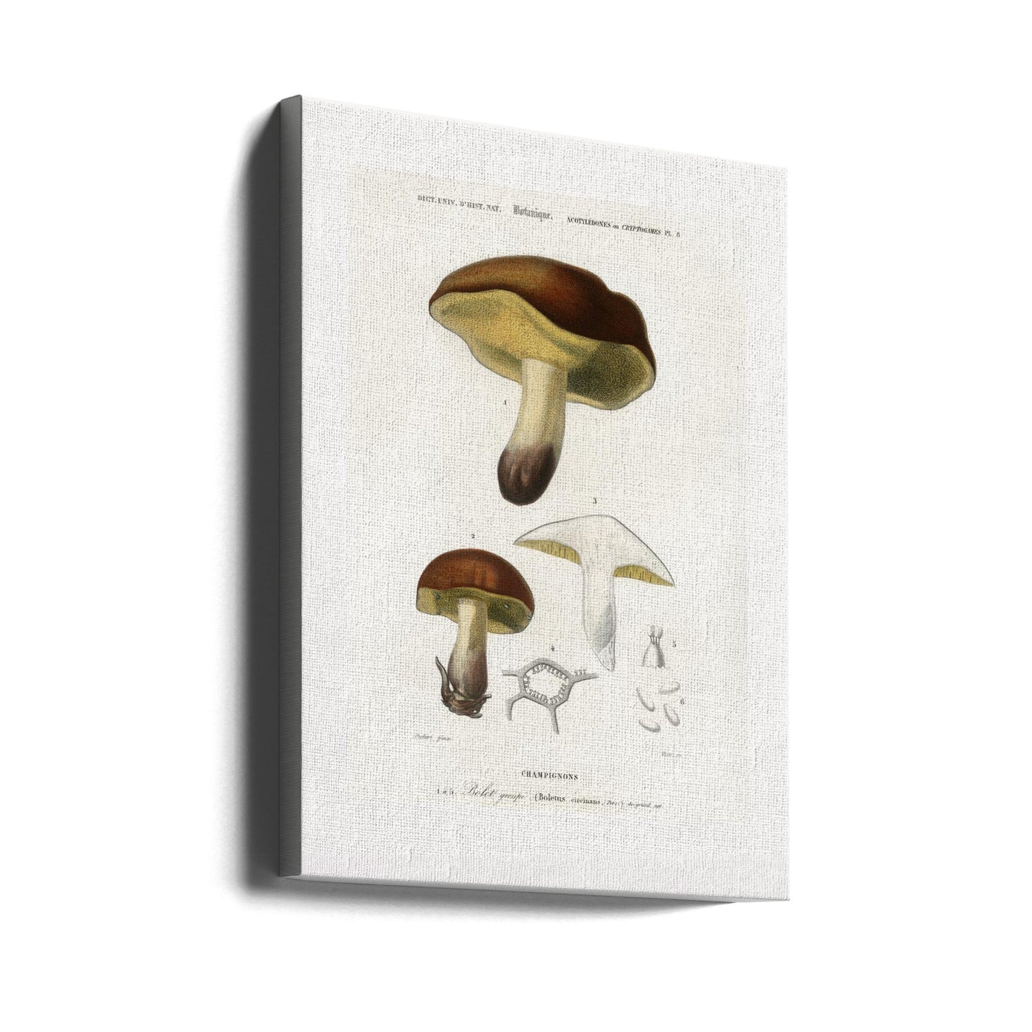 Fungo (boletus Circinans) | Stampe su Tela