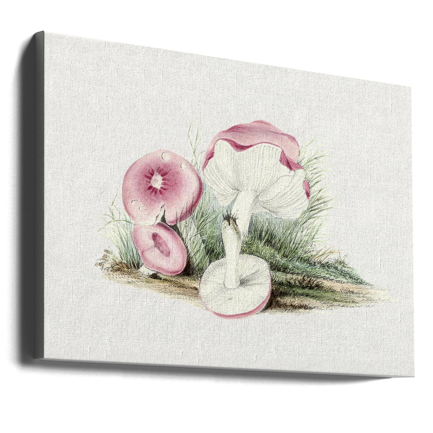Grzyb Russula Emetica Vintage | Wydruki na łótnie