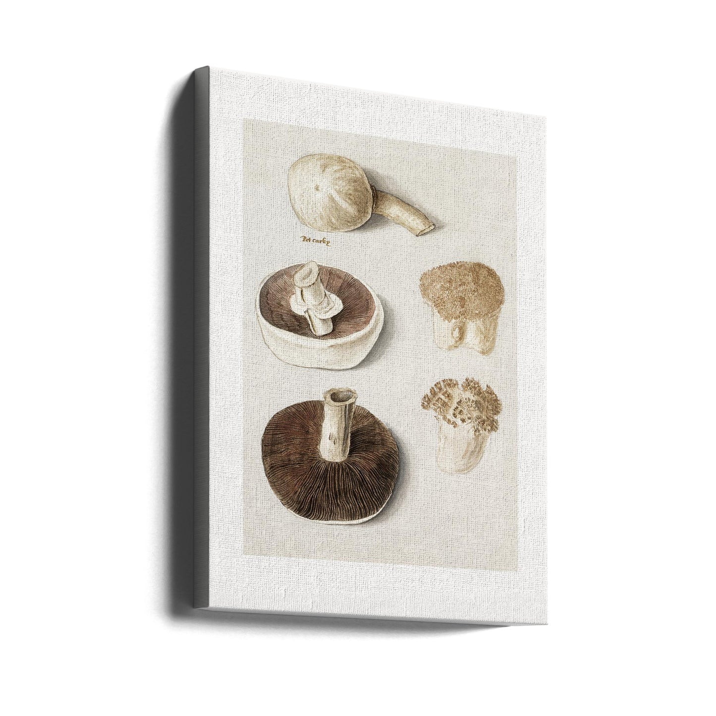 Niittysieni, Agaricus Campestris seisova | Canvastaulut