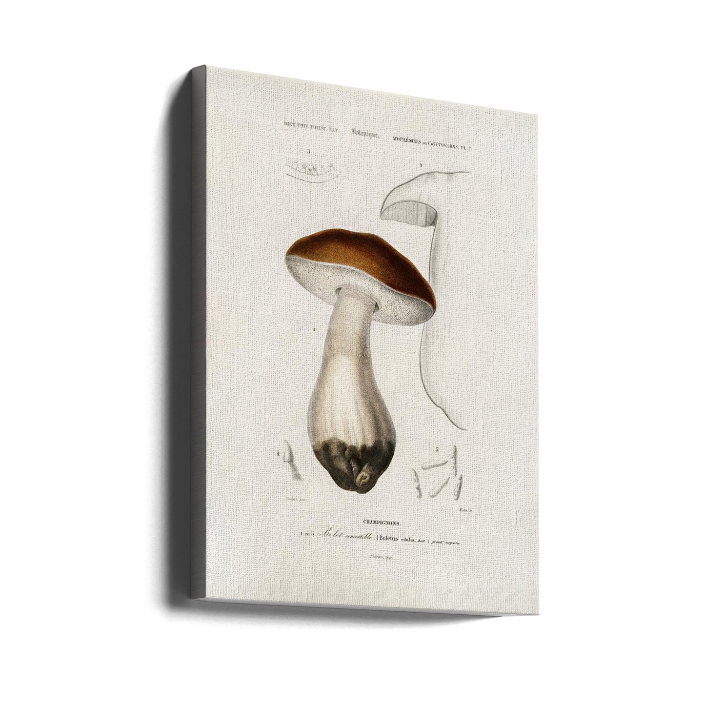 Bollo de centavo (Boletus Edulis) | Impresiones en Lienzo