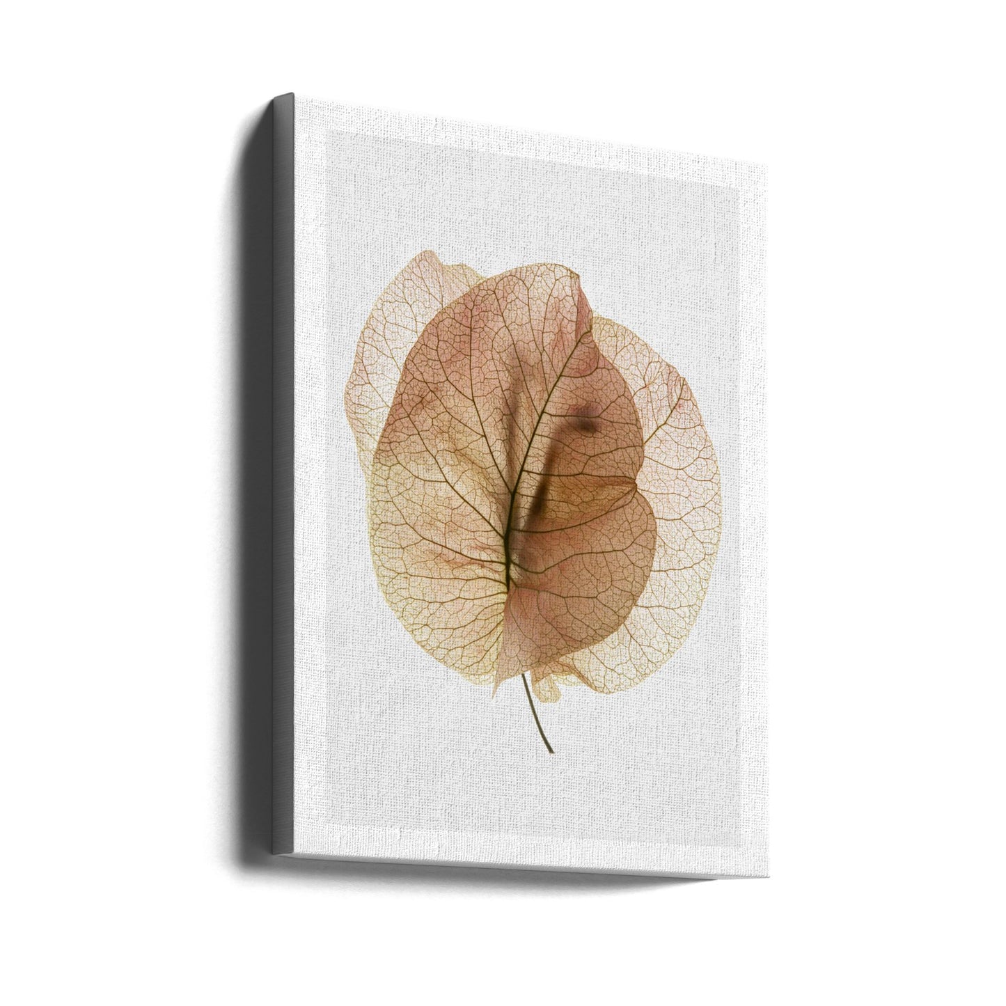 Bougainvillea-studie nr. 7 | Lærredsbilleder