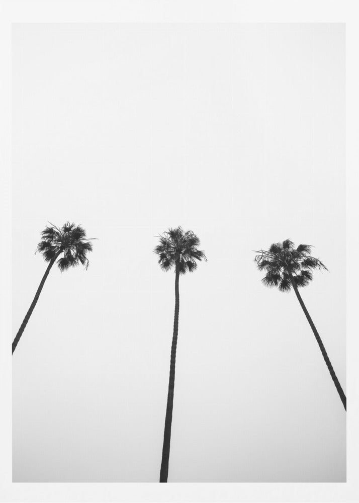 Skyward Palms Trio | Poster