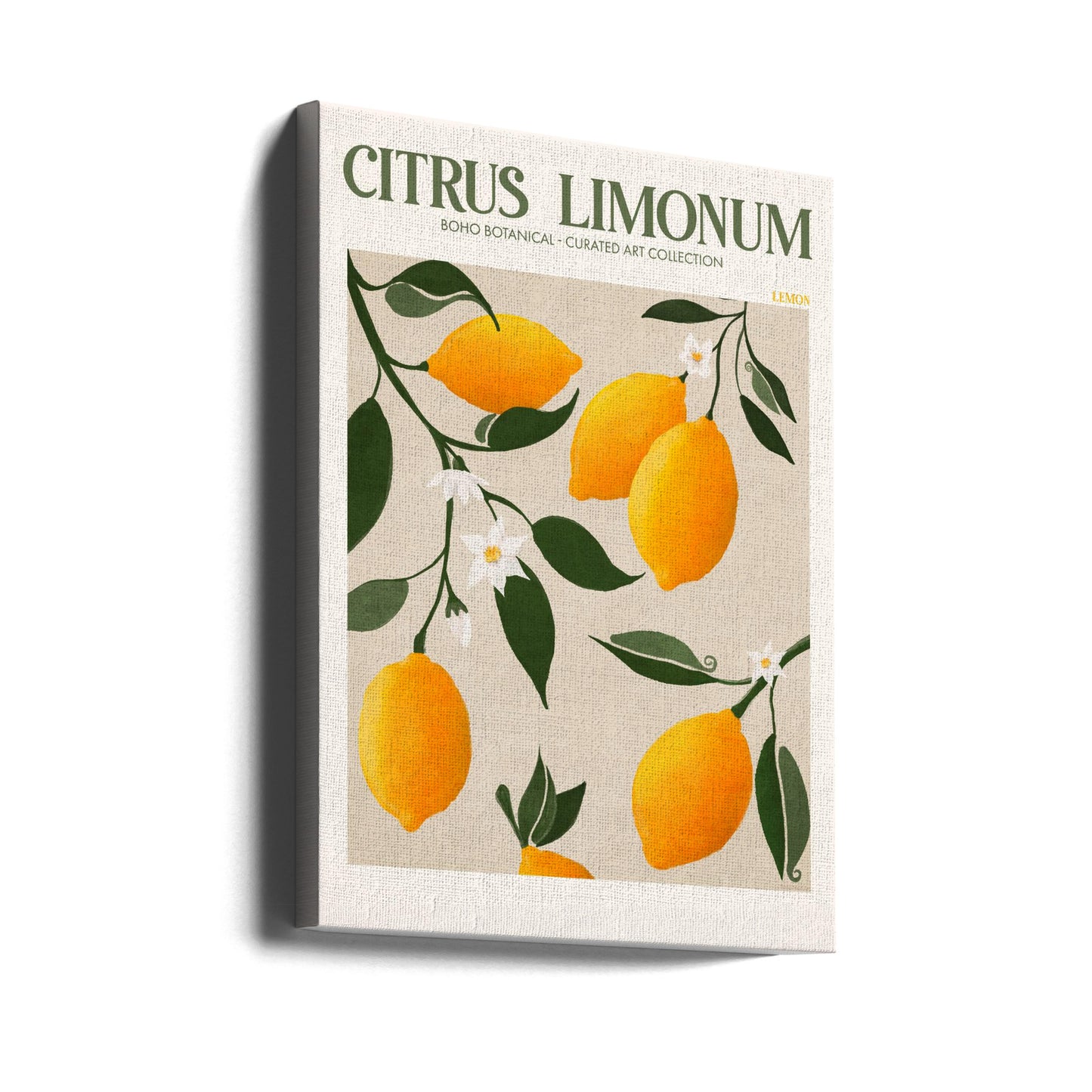 Citrus Limonum - Citron | Lærredsbilleder