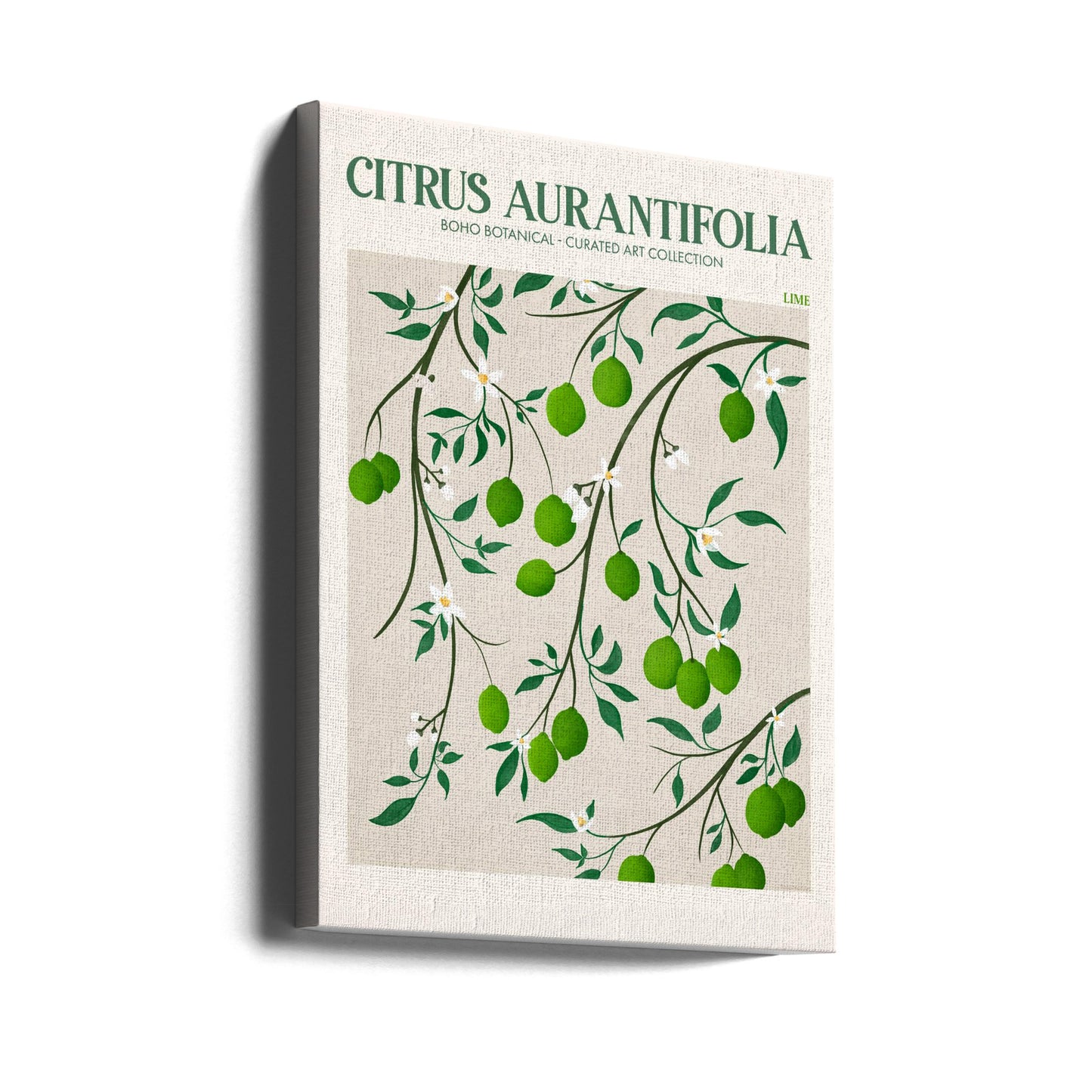 Citrus Aurantifolia - Lime | Stampe su Tela