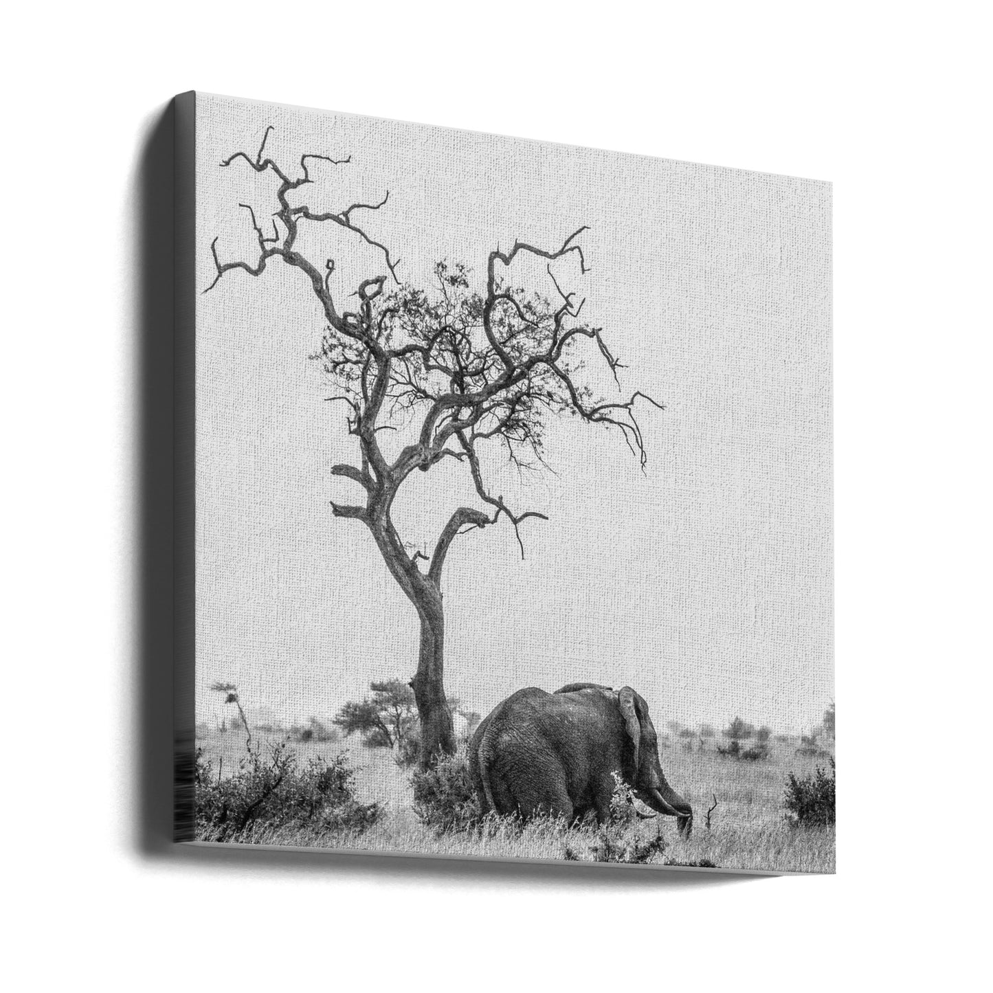 Treet og elefanten | Lerretsbilder
