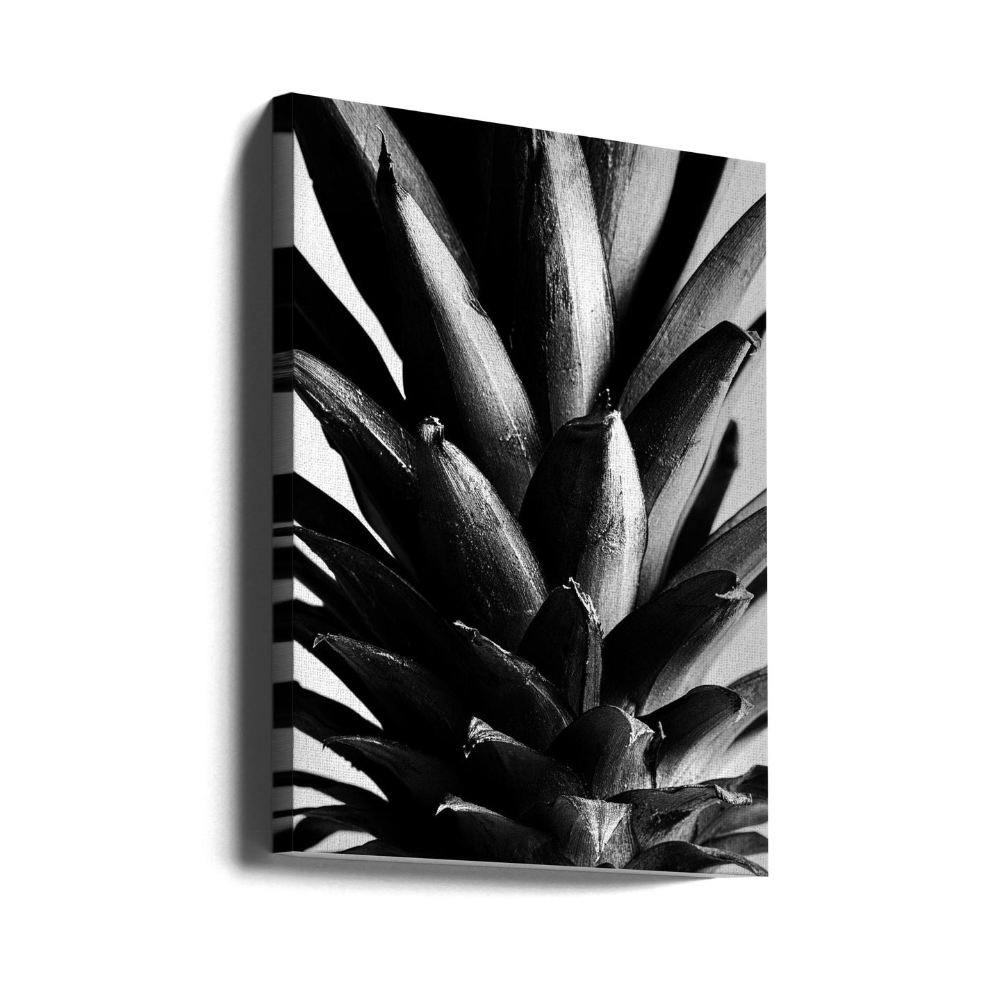 Pino B&N | Impresiones en Lienzo