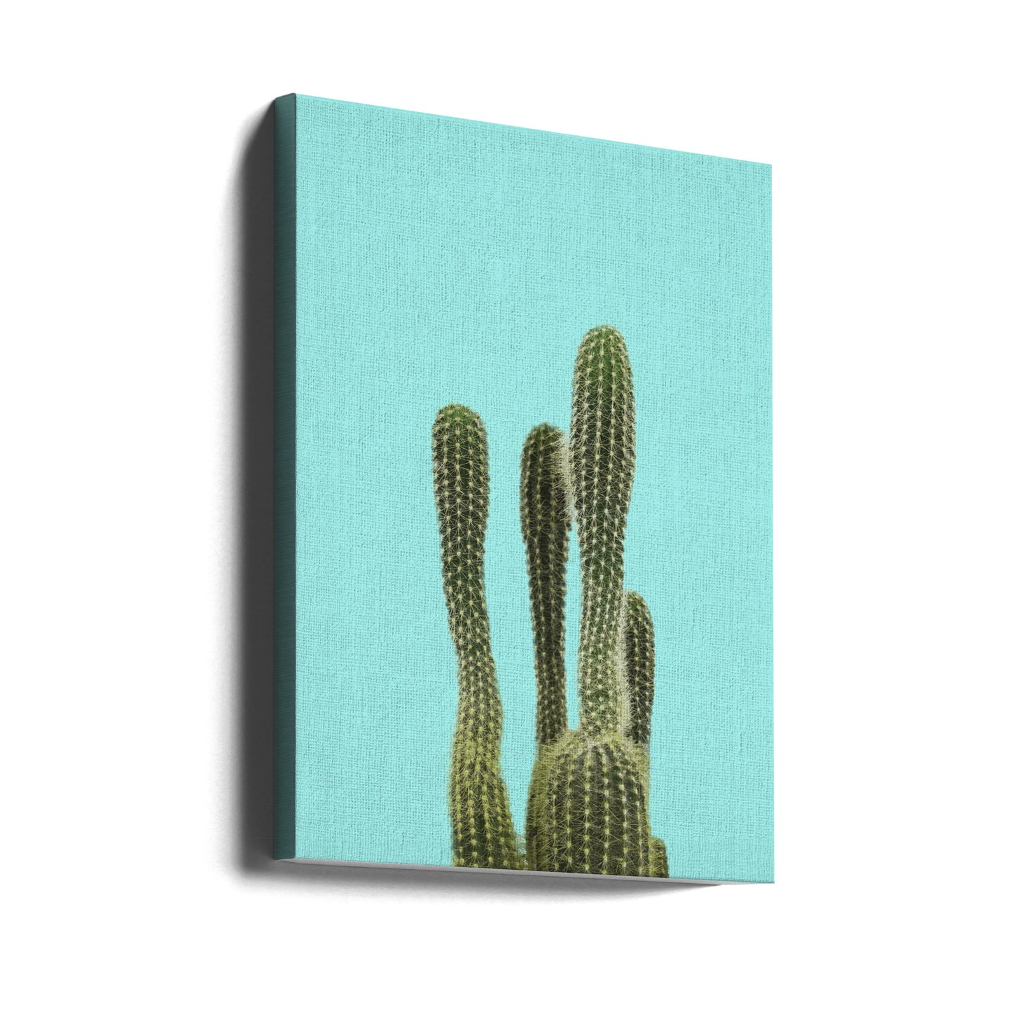 Turkos kaktus | Canvas