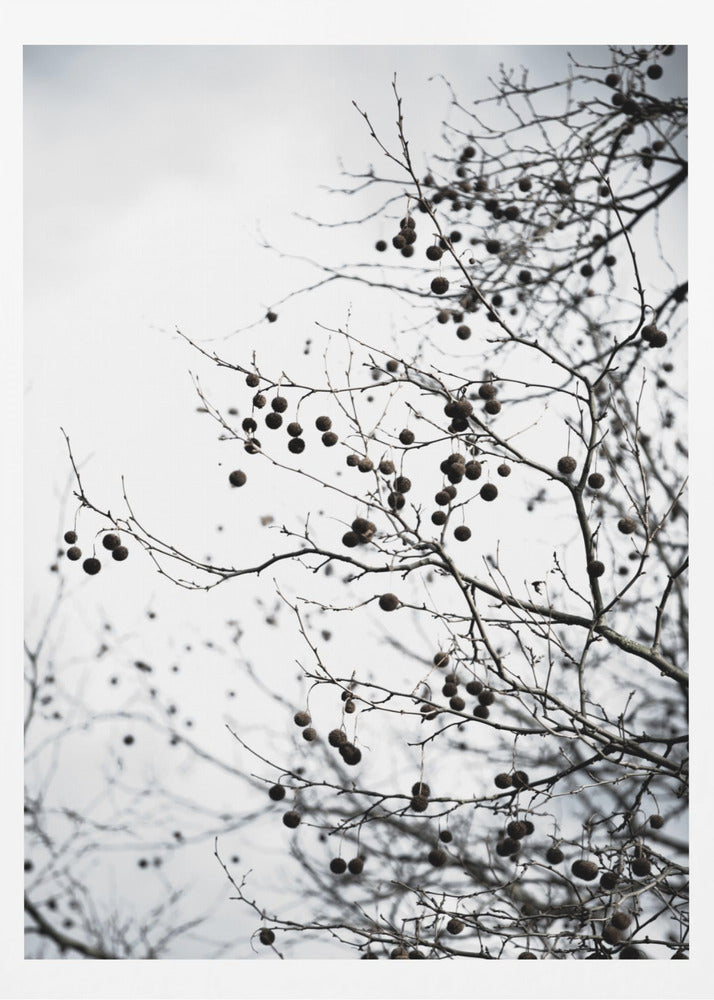 Winter Silhouettes 6 | Poster