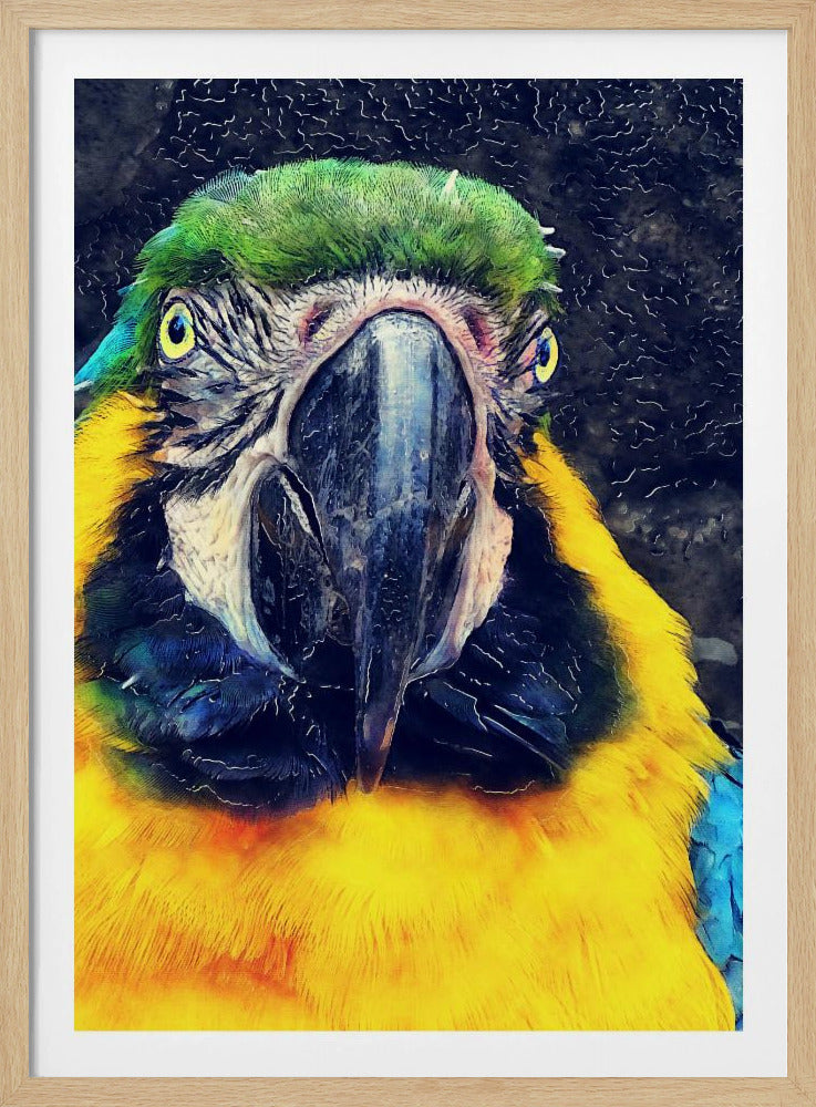 Tiere Papagei Aquarell Tierkunst | Poster