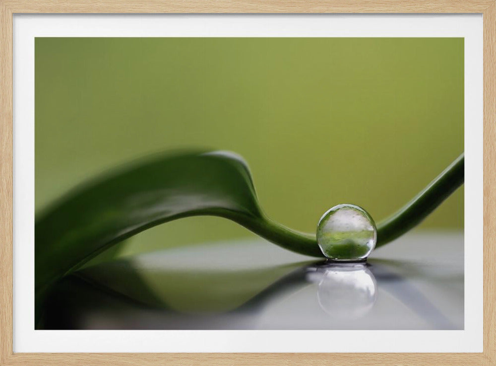 Armonía verde | Posters  - Impresiones de Arte