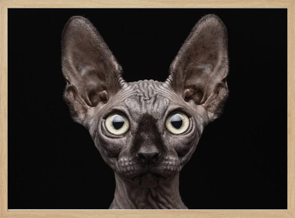 Gatto Sphynx | Poster - Stampe d’Arte