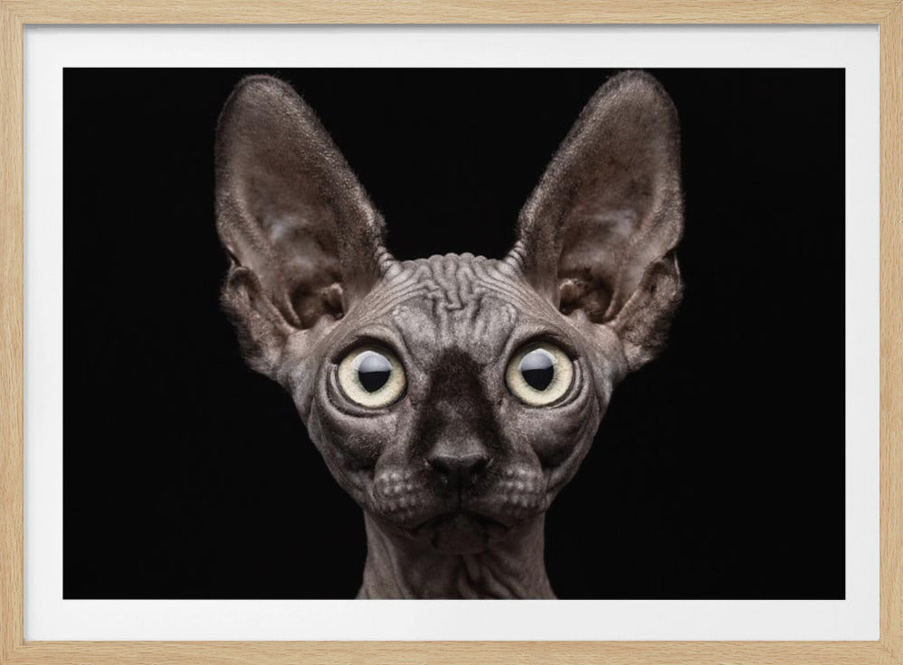 Gatto Sphynx | Poster - Stampe d’Arte