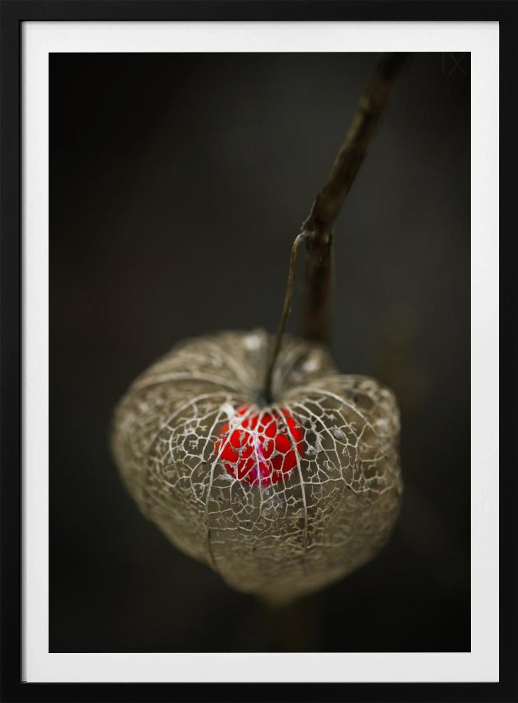 Amore in gabbia | Poster - Stampe d’Arte