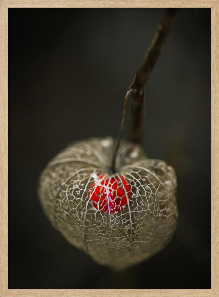 Amore in gabbia | Poster - Stampe d’Arte