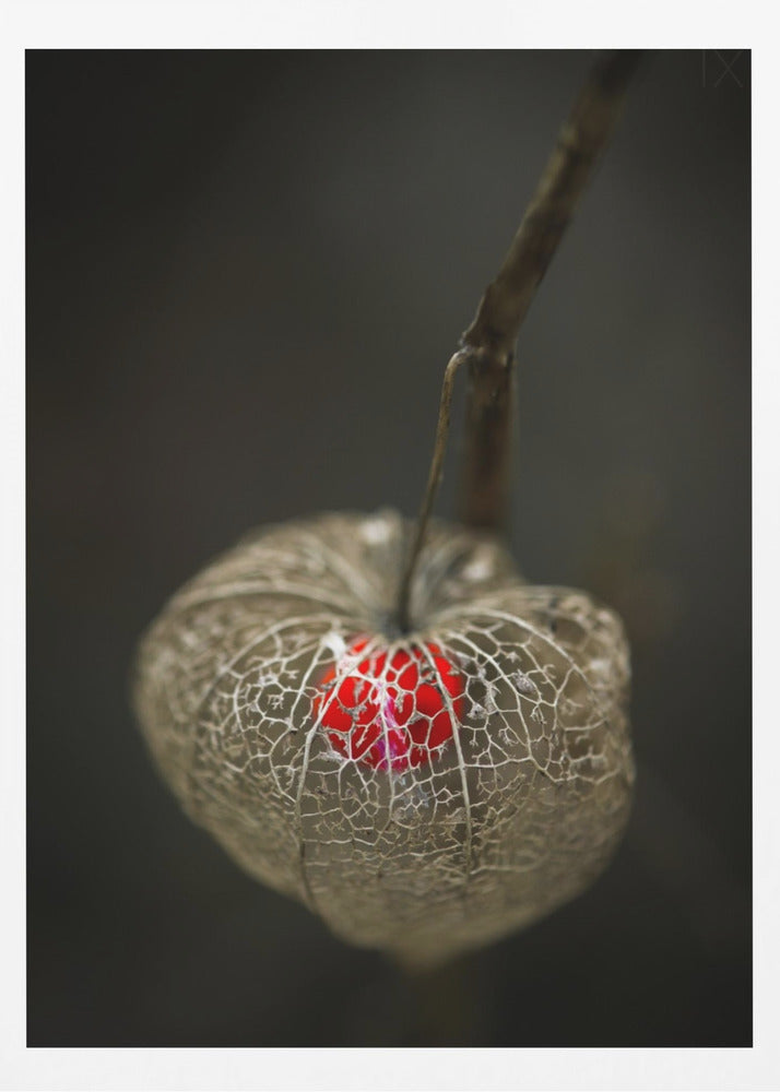 Amore in gabbia | Poster - Stampe d’Arte