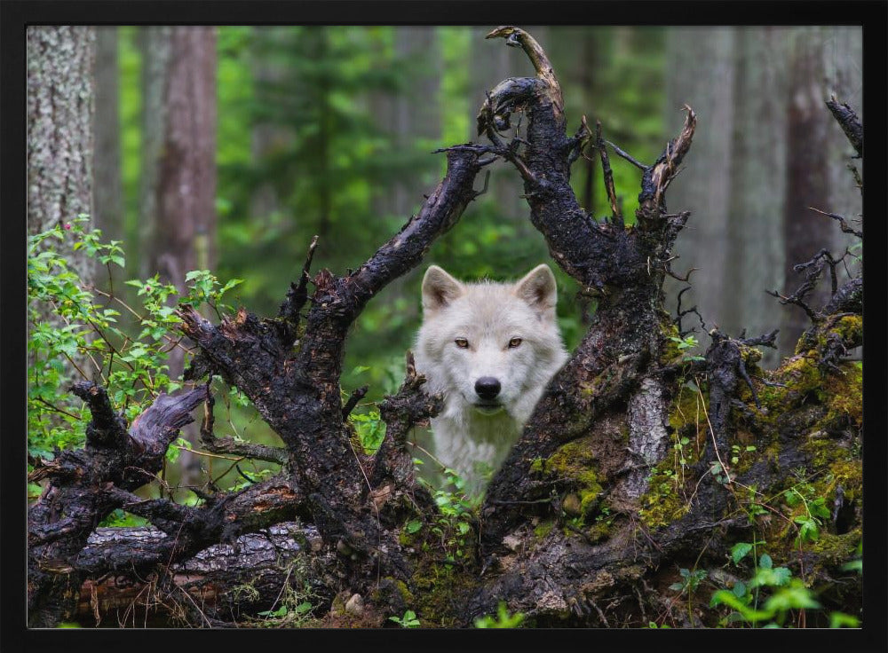 Wolf | Poster - Kunstdruck