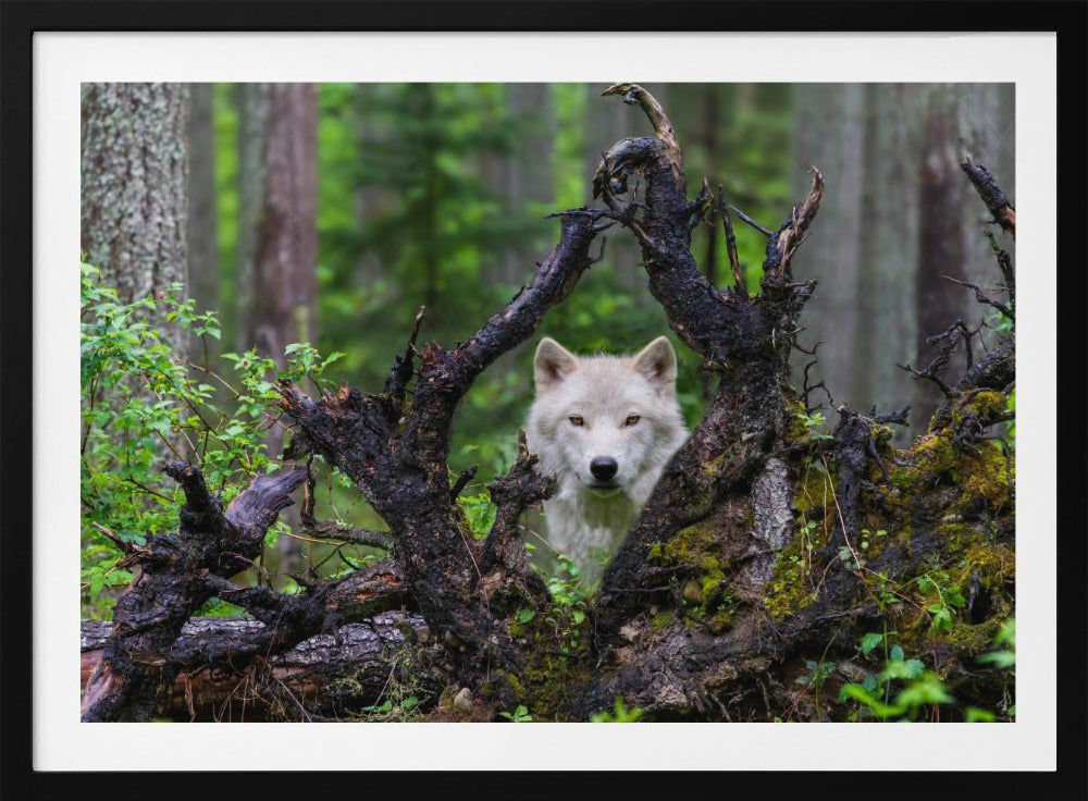 Wolf | Poster - Kunstdruck
