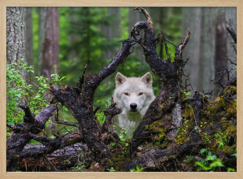 Wolf | Poster - Kunstdruck