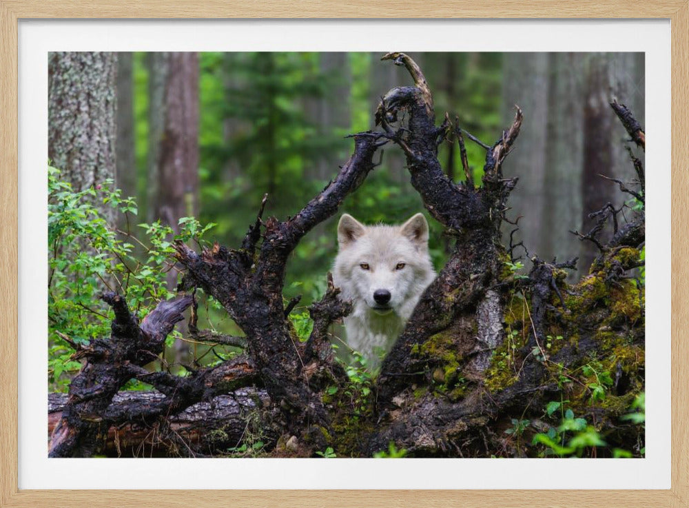Wolf | Poster - Kunstdruck