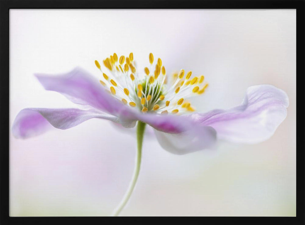 Anemone dei boschi | Poster - Stampe d’Arte
