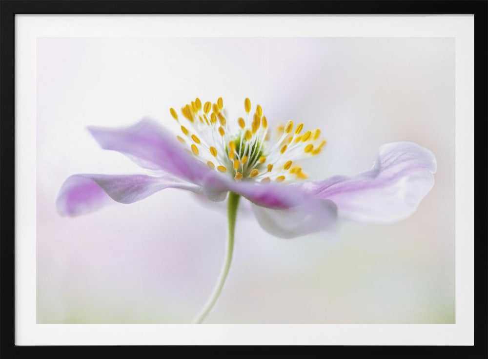 Anemone dei boschi | Poster - Stampe d’Arte