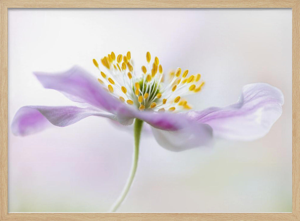 Anemone dei boschi | Poster - Stampe d’Arte