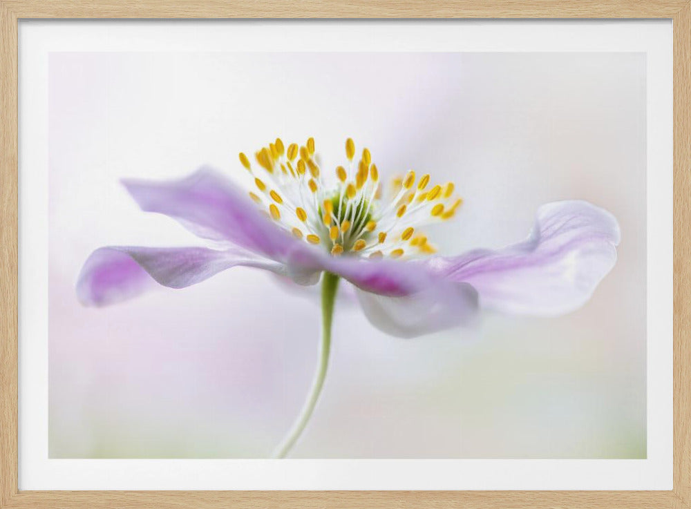 Anemone dei boschi | Poster - Stampe d’Arte