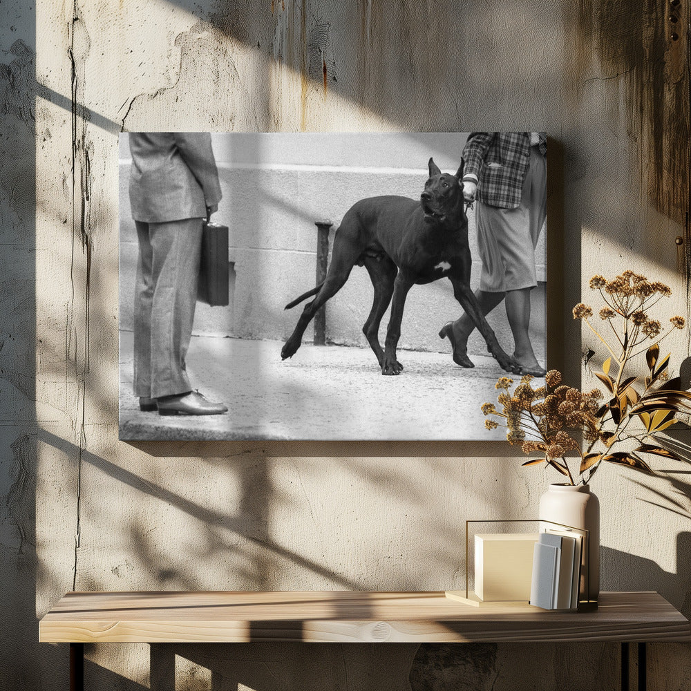 Great dane bodyguard (from the series &quot;Boy meets girl&quot;) | Canvas