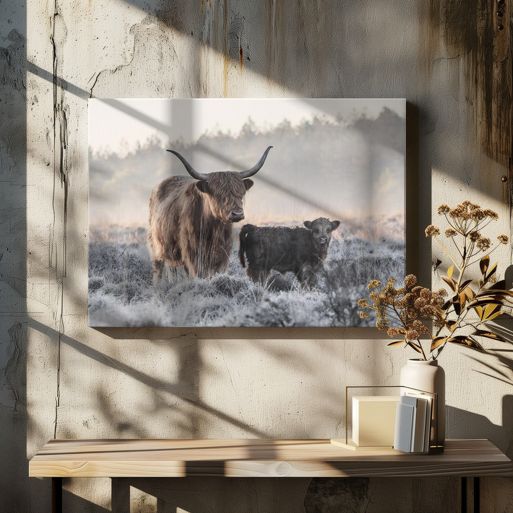Highlander e vitello | Stampe su Tela