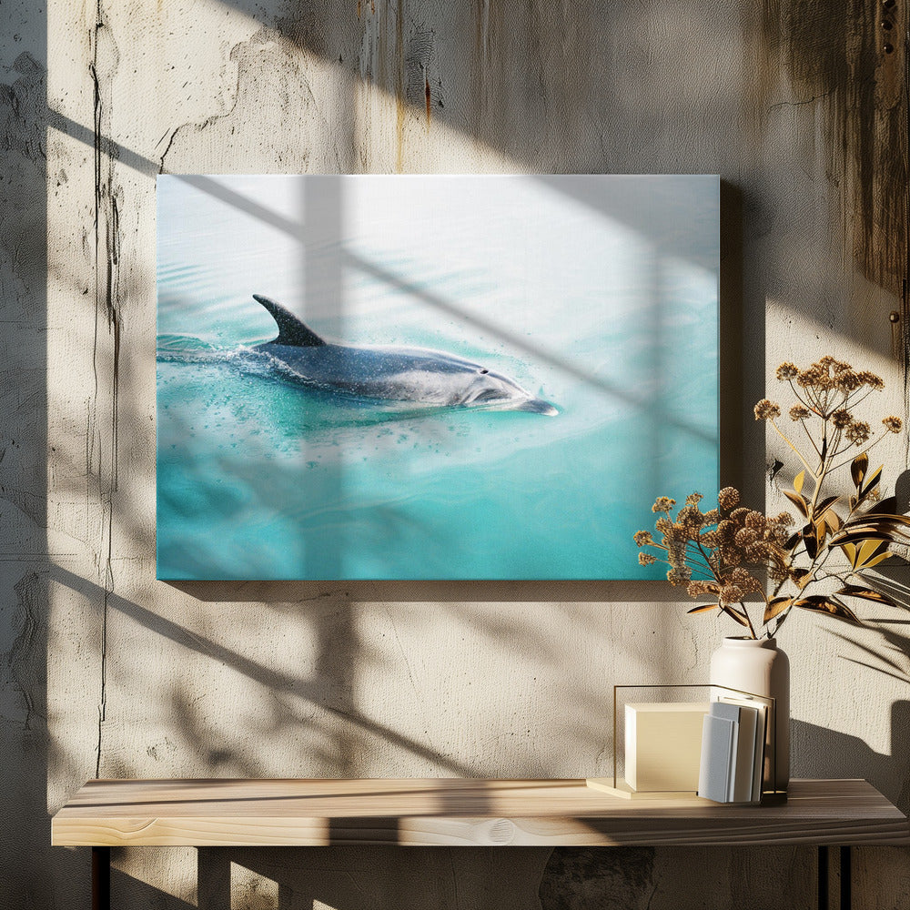 Delfin Neuseeland Nord | Leinwand-Bilder