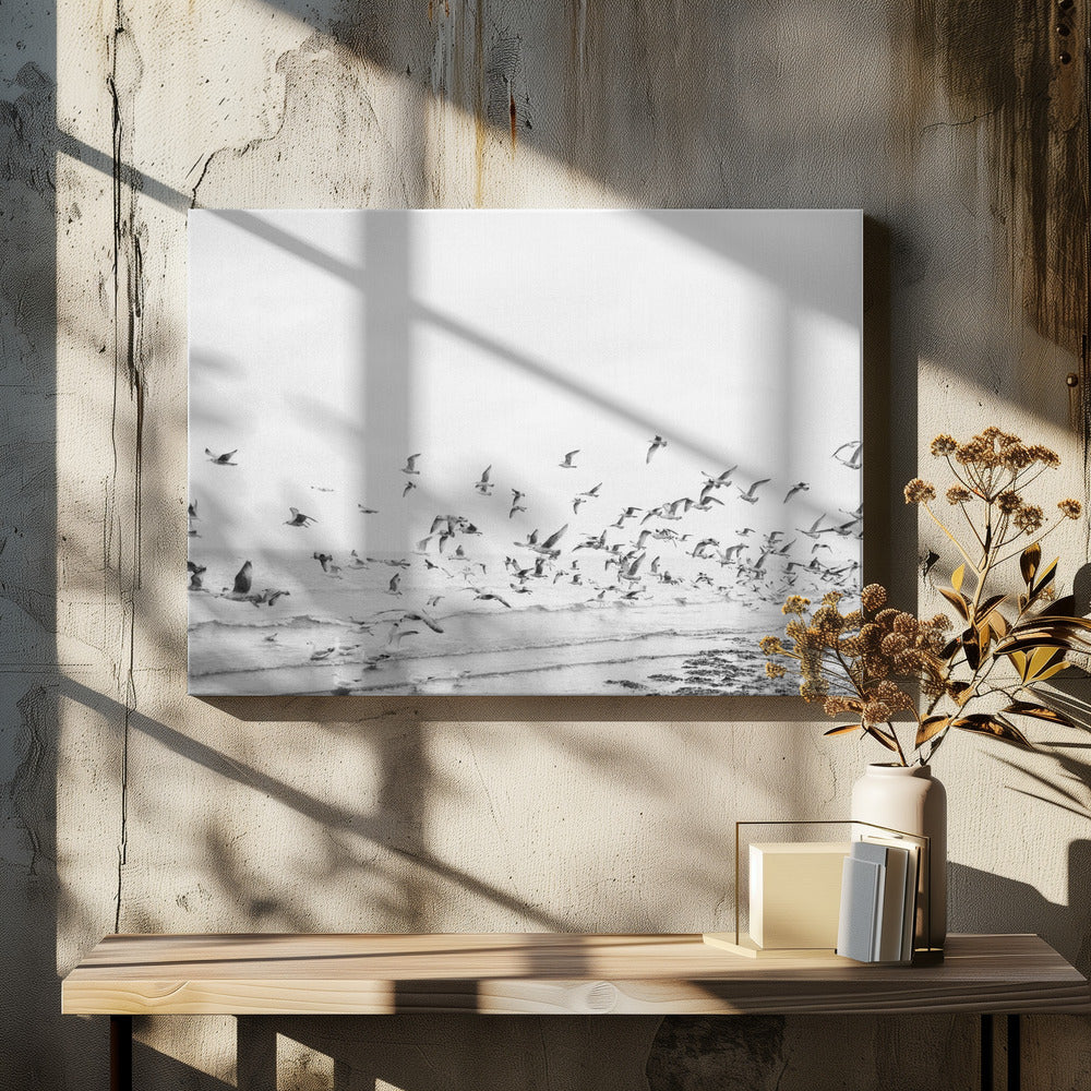 Gaviotas - Costeras en blanco y negro | Impresiones en Lienzo