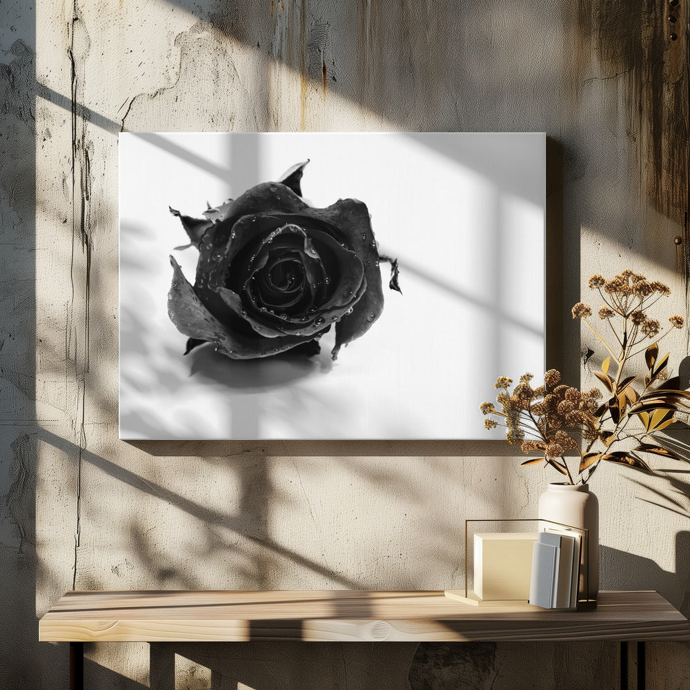 Svart ros | Canvas
