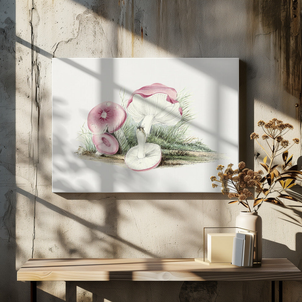 Grzyb Russula Emetica Vintage | Wydruki na łótnie