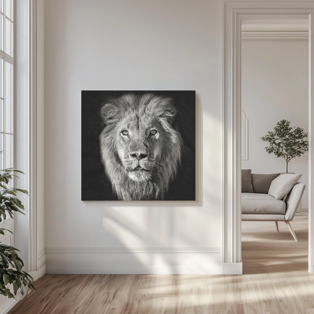 Ritratto di leone - Panthera Leo | Stampe su Tela