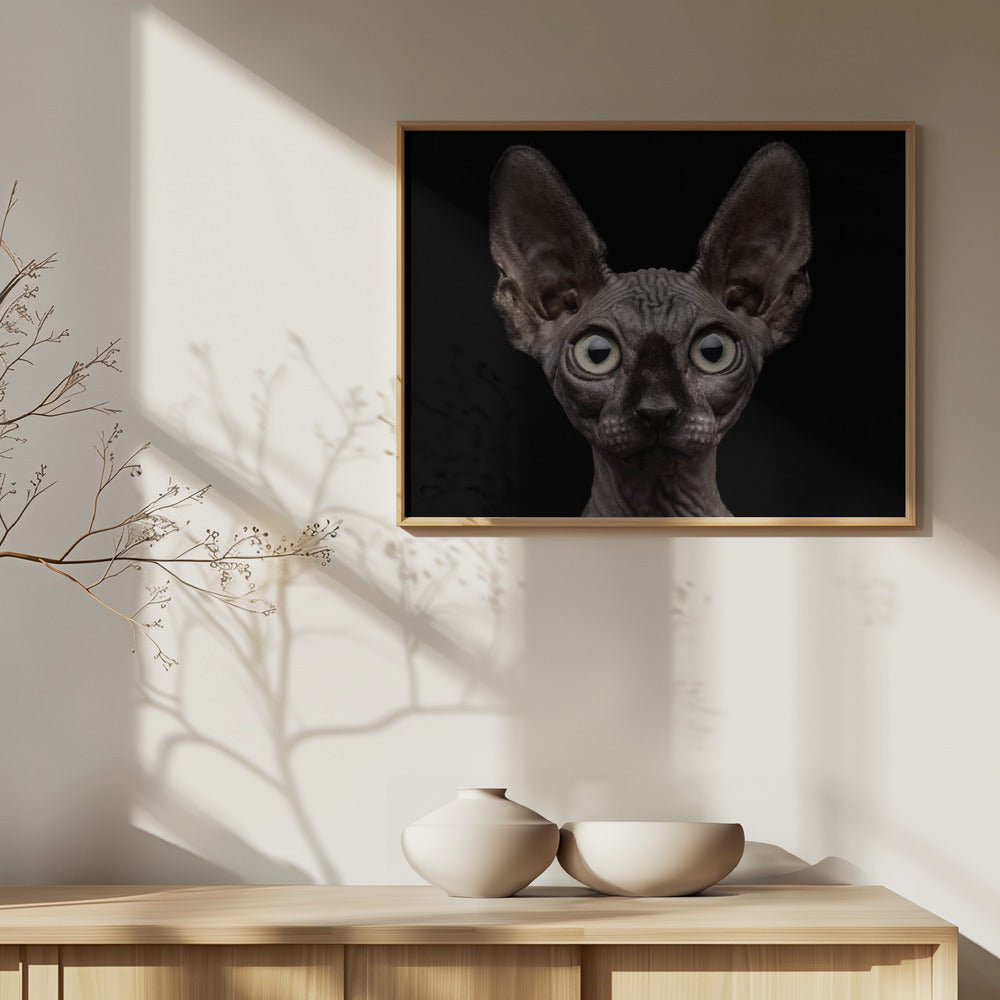 Gatto Sphynx | Poster - Stampe d’Arte