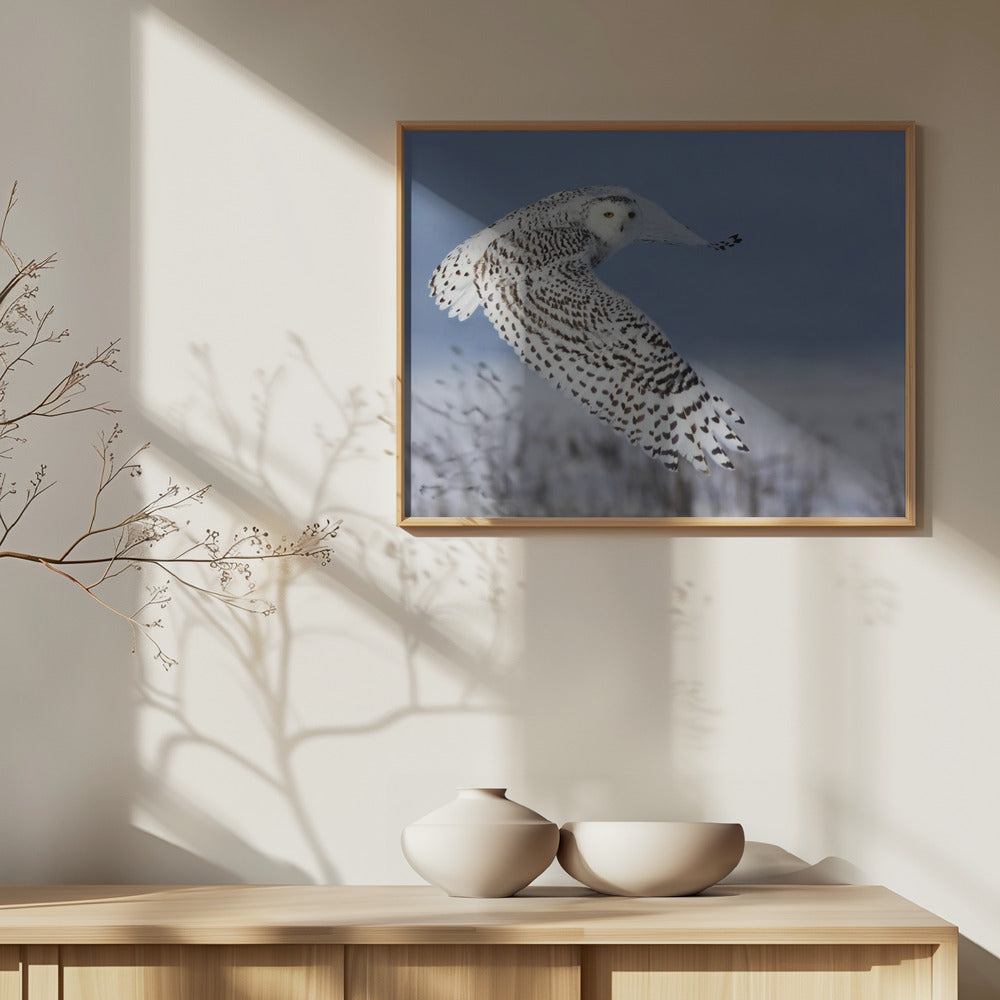 Gufo delle nevi | Poster - Stampe d’Arte