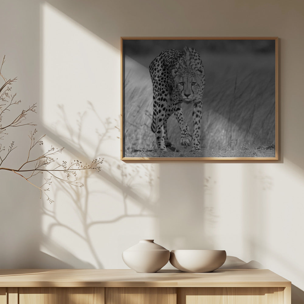 Fokuseret rovdyr | Plakater - Kunsttryk
