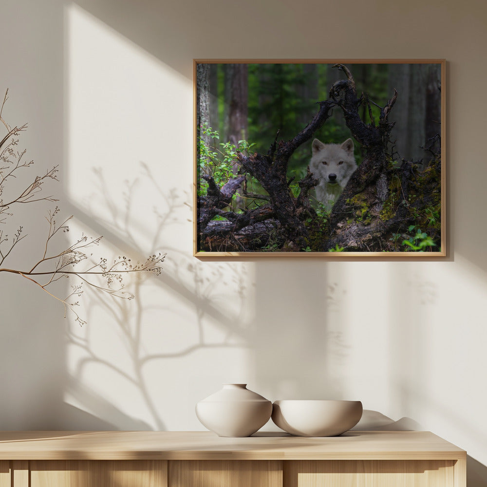 Wolf | Poster - Kunstdruck