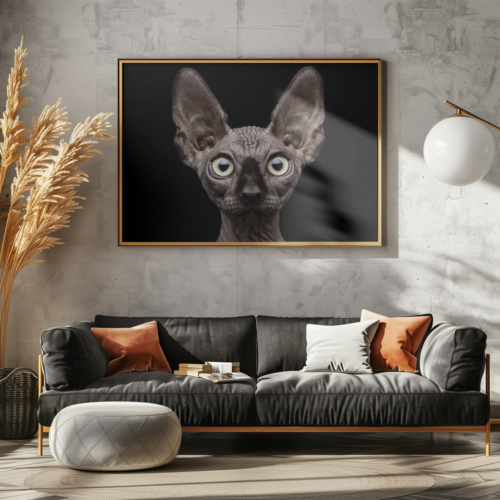 Gatto Sphynx | Poster - Stampe d’Arte
