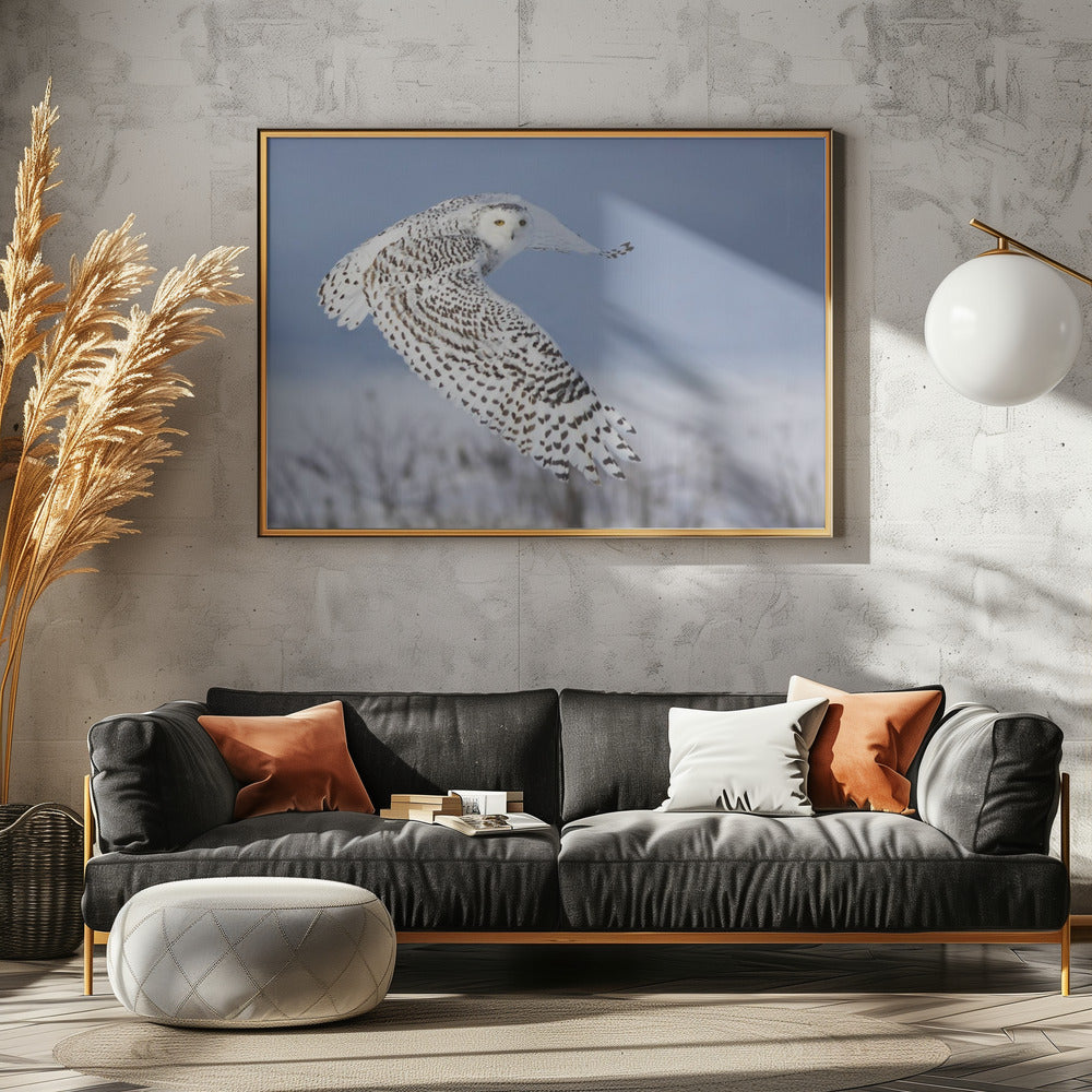 Gufo delle nevi | Poster - Stampe d’Arte