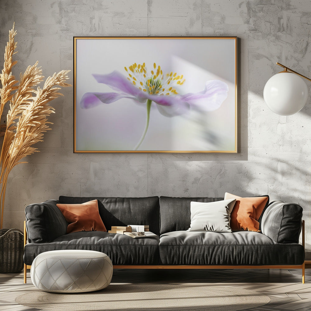 Anemone dei boschi | Poster - Stampe d’Arte